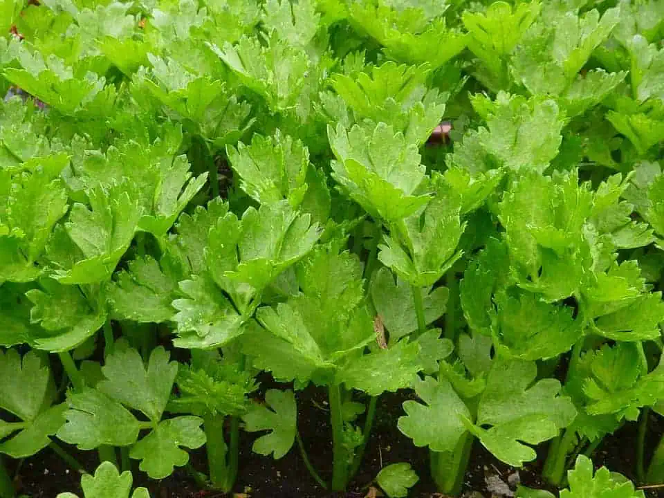 high-value vegetables -celery-