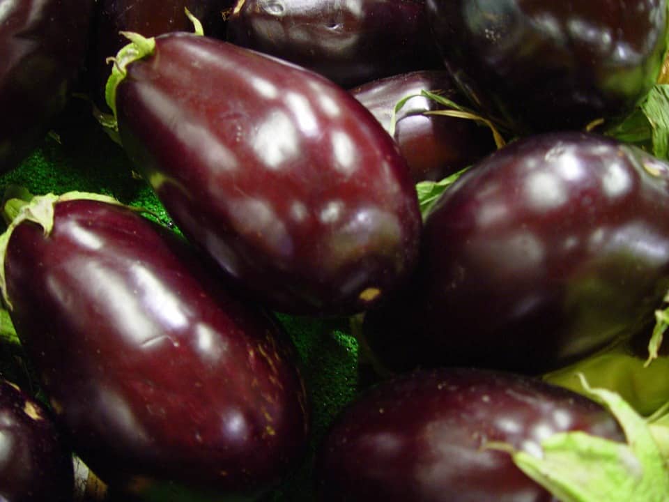 high-value vegetables -eggplant-