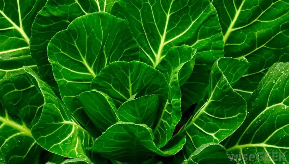 High-value vegetables