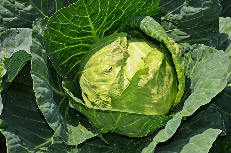 high-value vegetables -cabbage