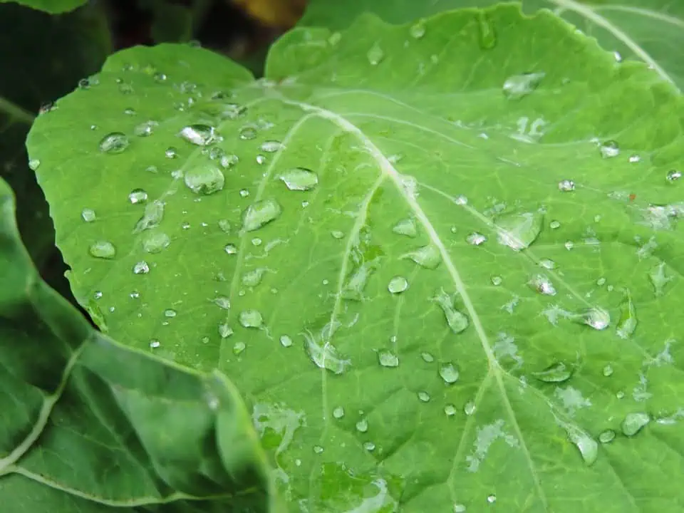 high value vegetables -kale-