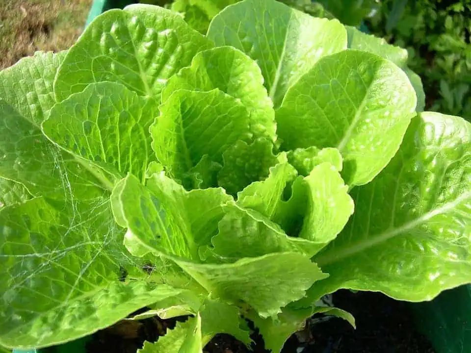 high-value vegetables