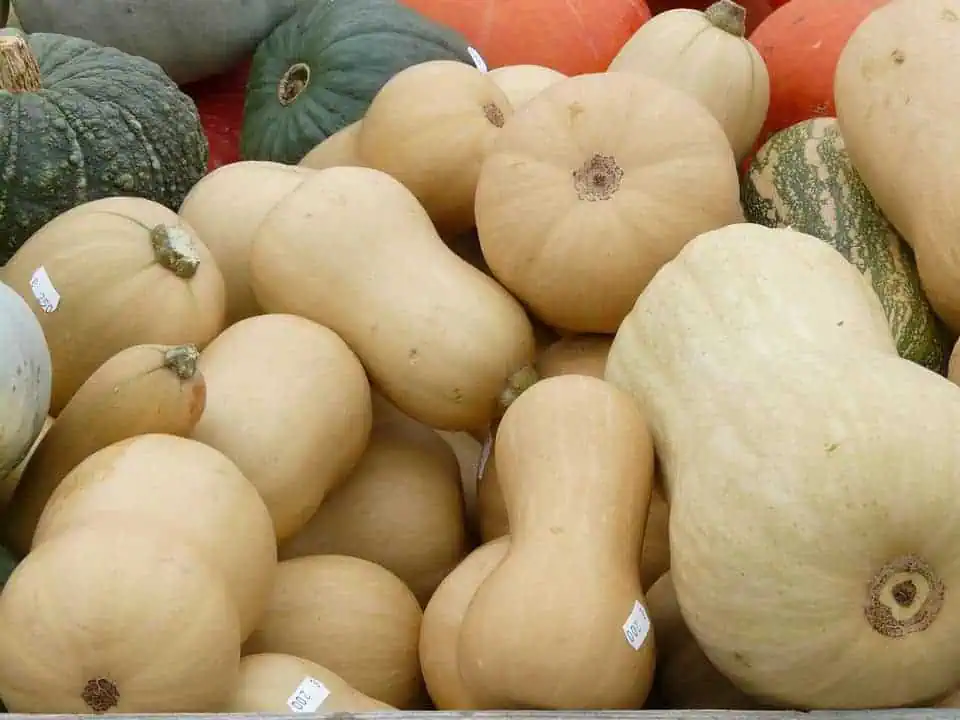 high-value vegetables-musky-winter-squashes