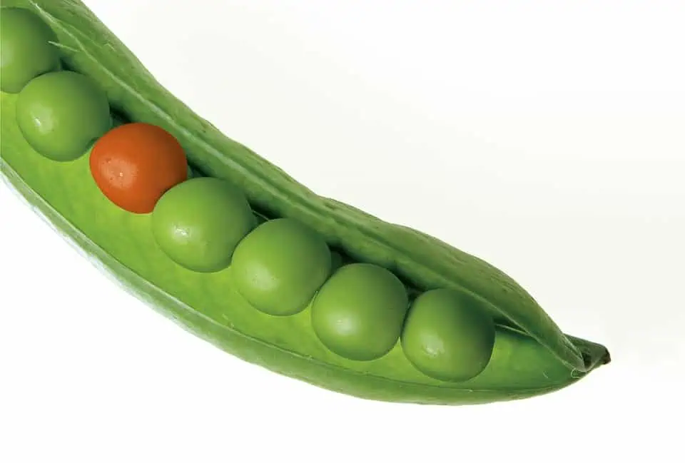 high-value vegetables