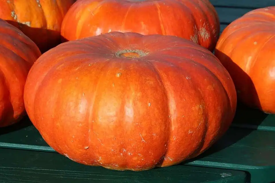 high-value vegetables -pumpkins-