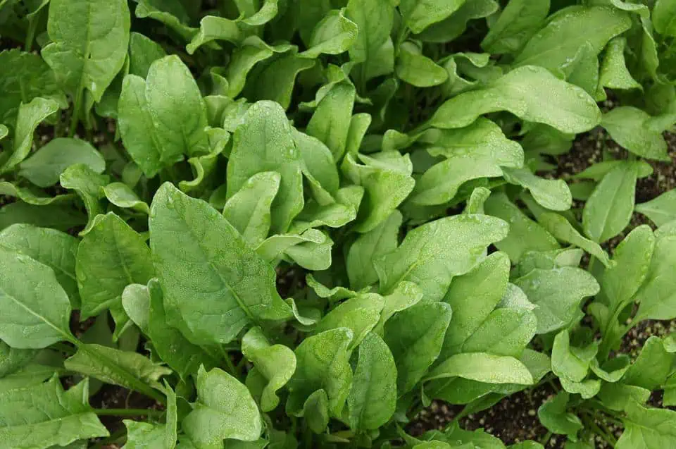 high-value vegetables