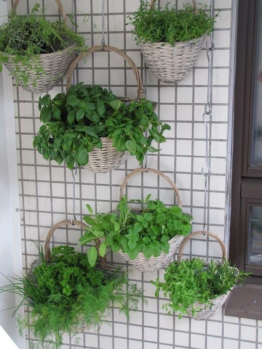 Planting vegetables for beginners in a vertical garden