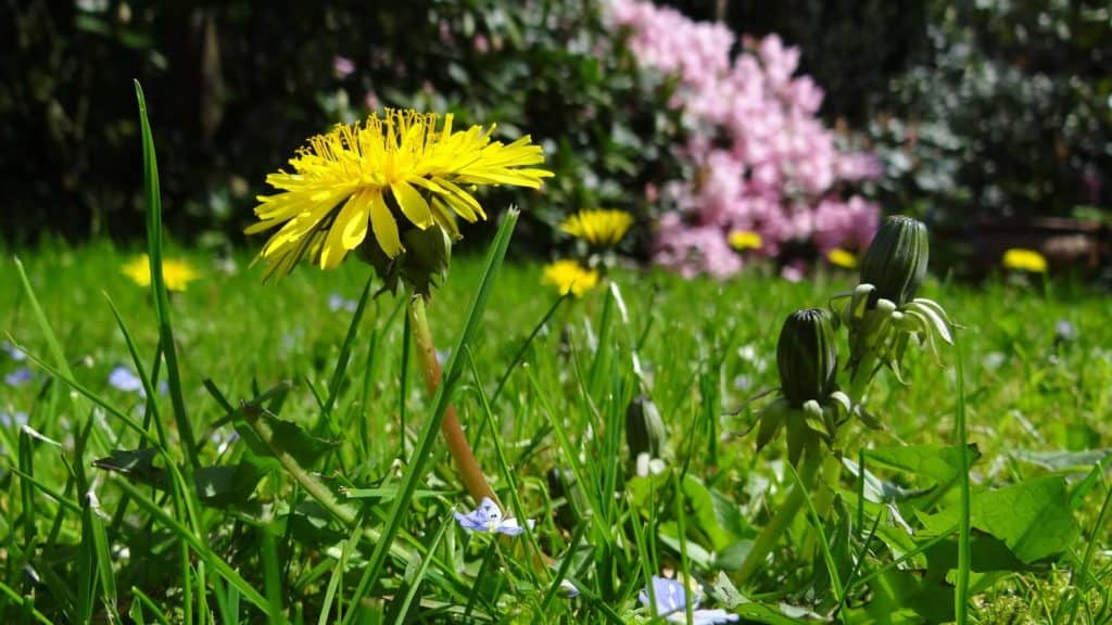 7 Natural Ways to Kill Weeds 7 (1)