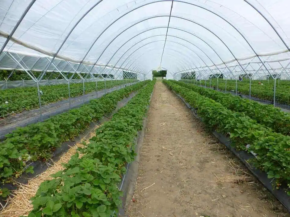 Greenhouse farming of strawberries