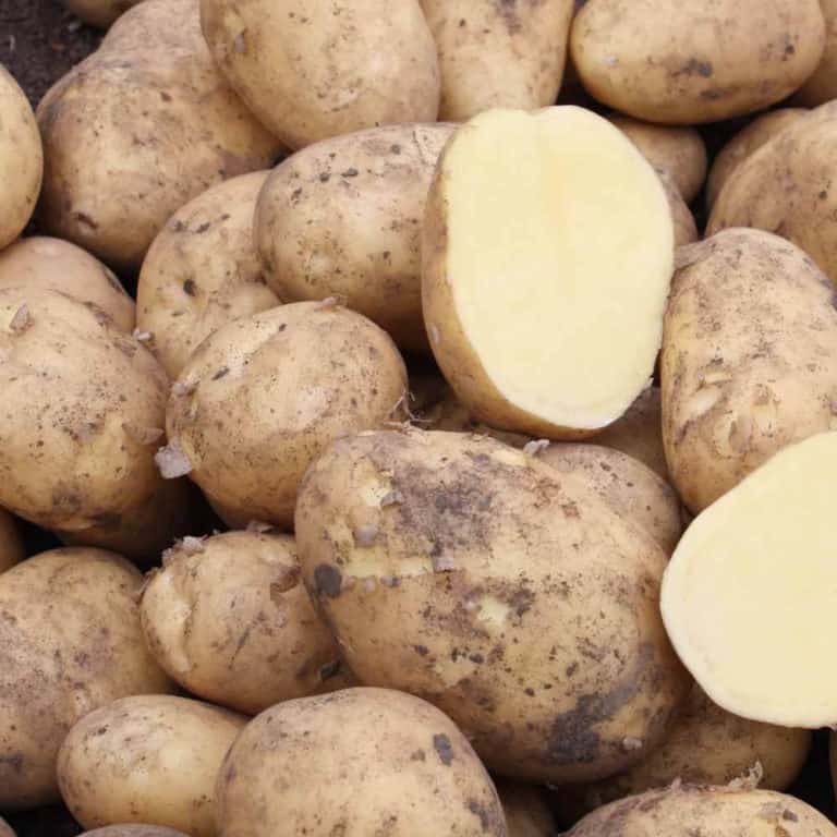 new potato variety