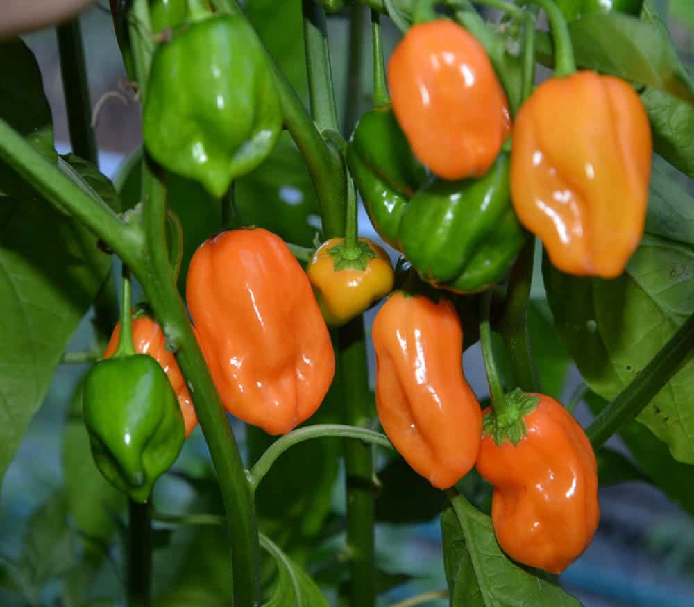 growing habanero pepper