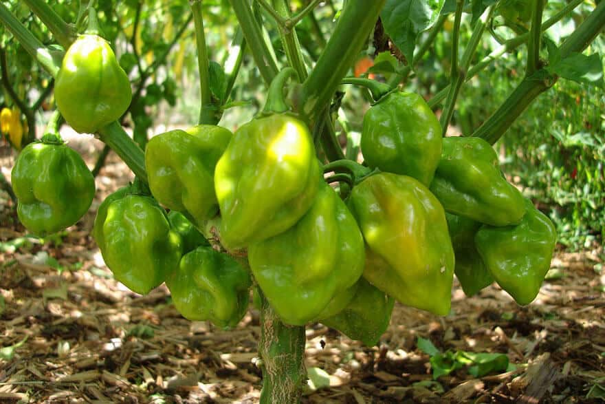 growing habanero pepper