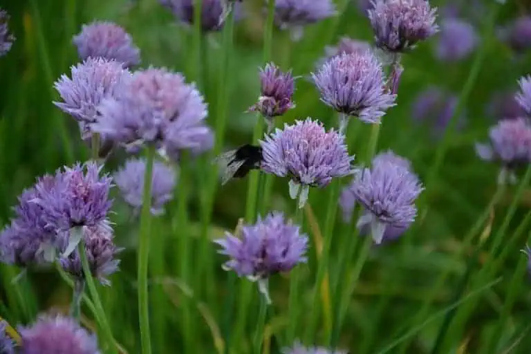 Insect repelling plants