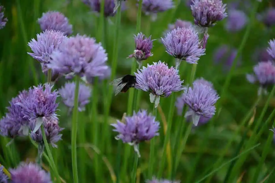 Insect repelling plants
