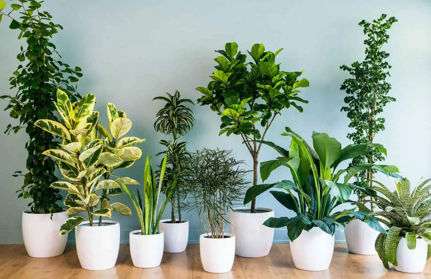 Low light houseplants