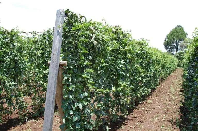 growing passion fruit