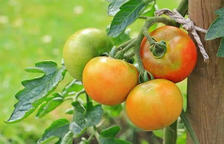 How to control Tuta absoluta on tomatoes