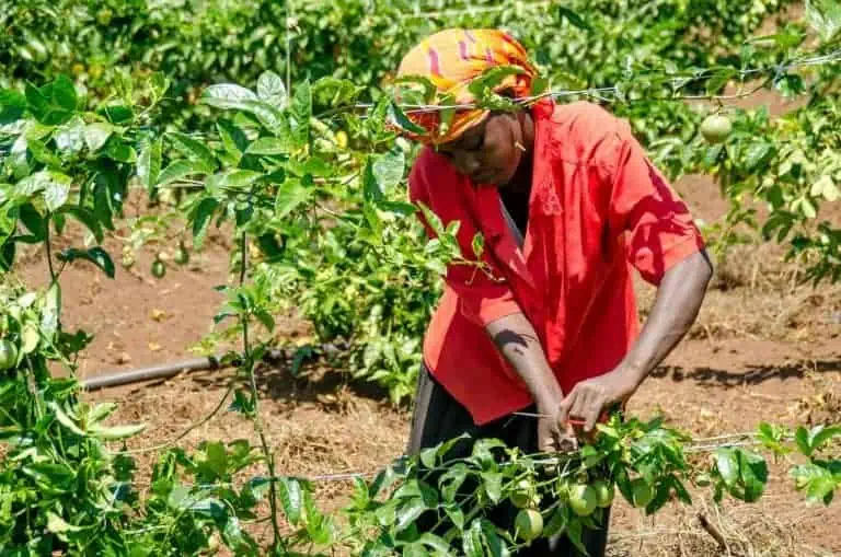 Earn massive income growing passion fruits