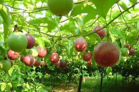 Passion fruits