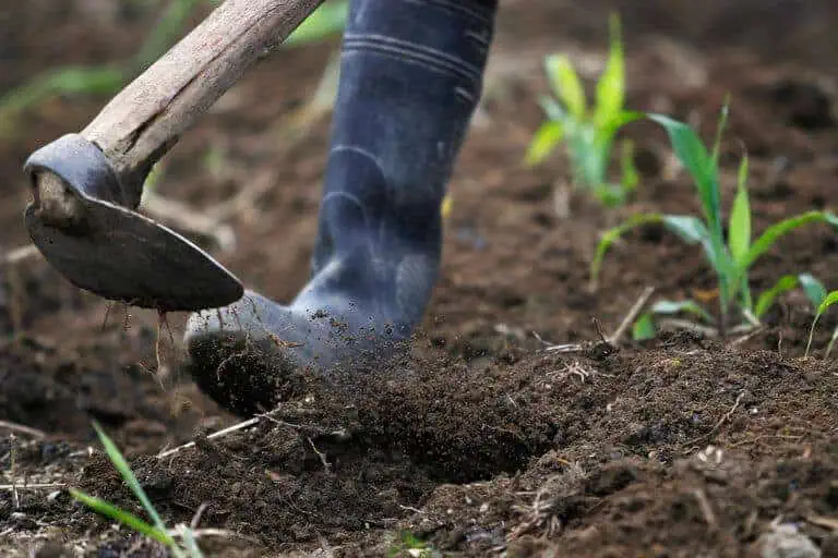 organic farming tips