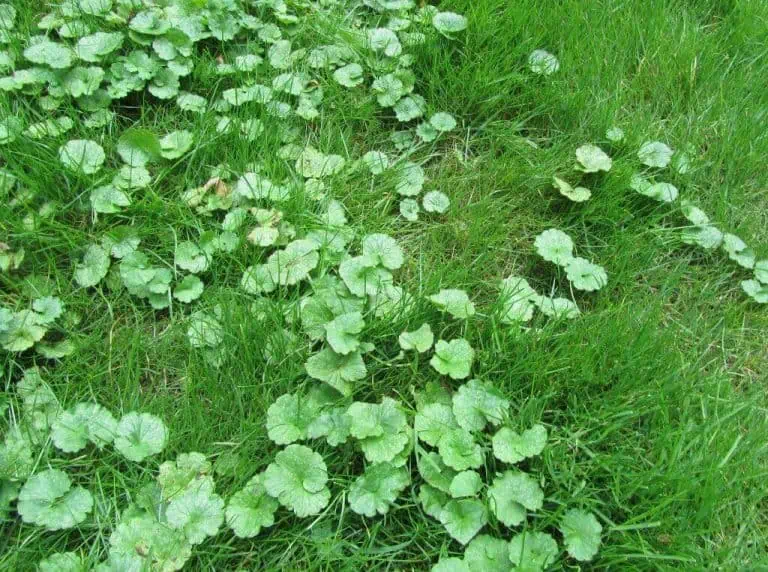Notorious weeds to watch