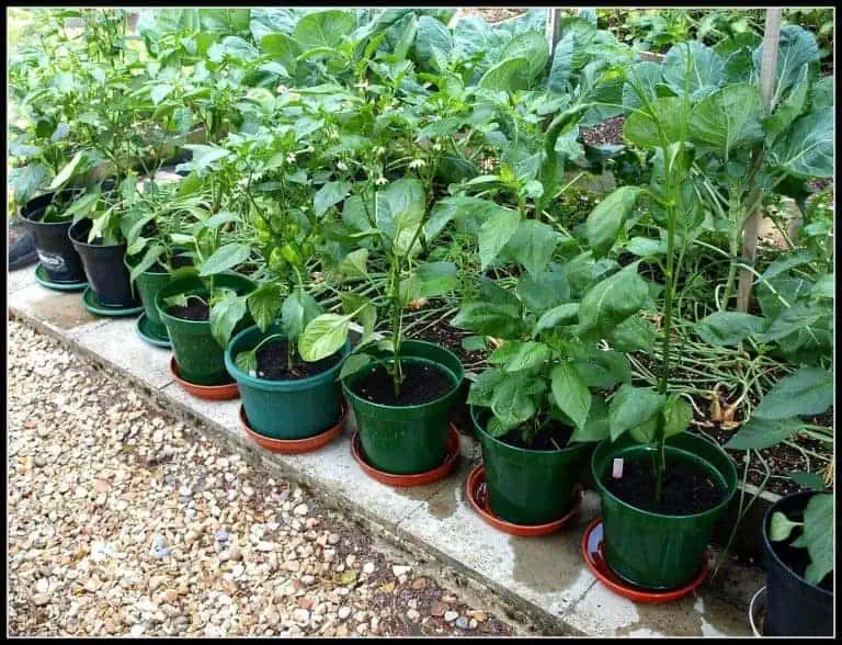 Growing habanero peppers in containers