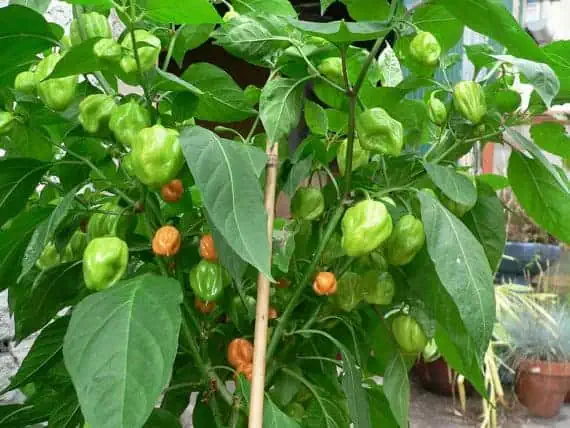 growing habanero peppers in containers