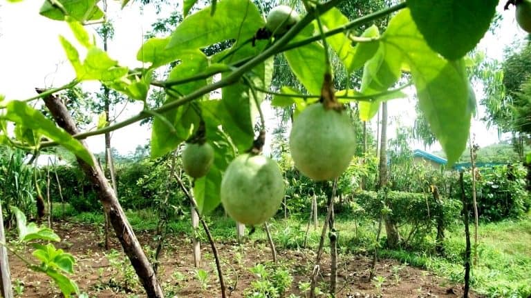 8 Common problems with growing passion fruits and how to overcome them