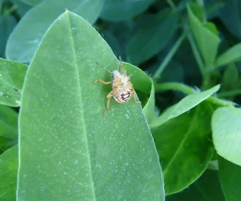 12 Plants That Attract Ruthless Good Bugs