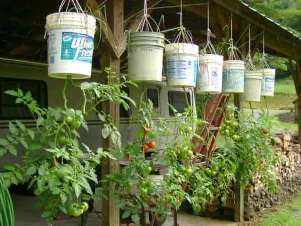 Upside Down Gardening of Tomatoes