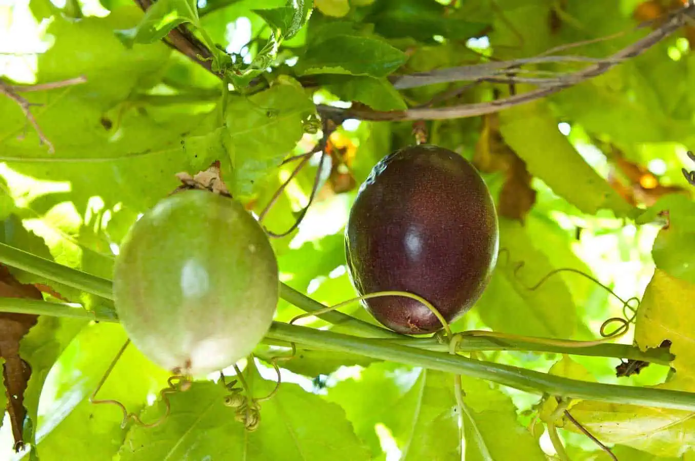 Passion Fruit Varieties