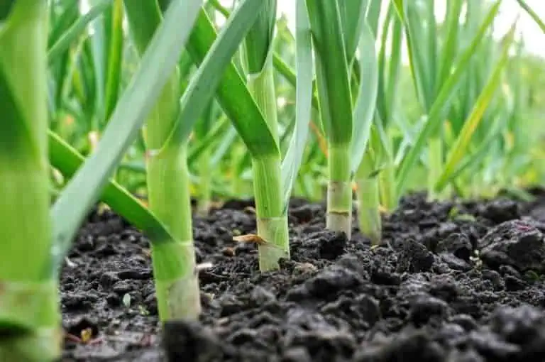 growing garlic
