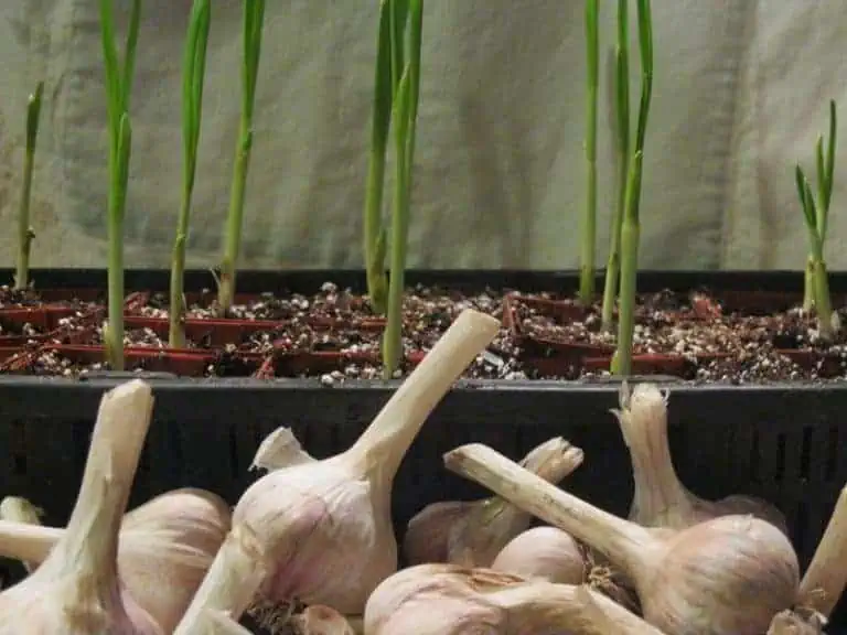 Growing garlic indoors