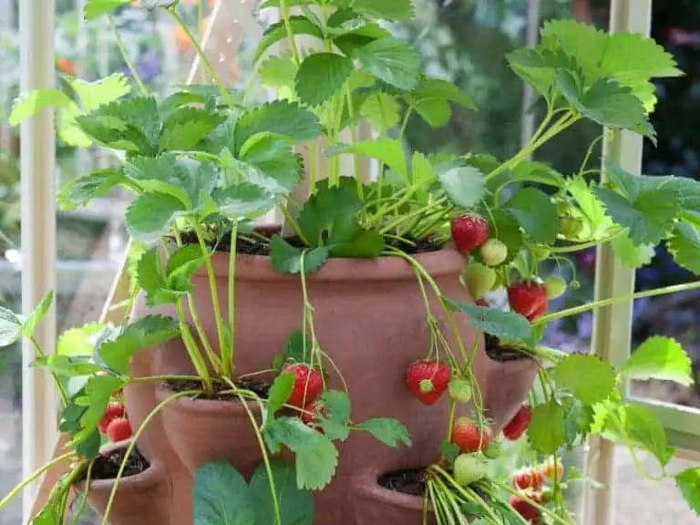 growing strawberries