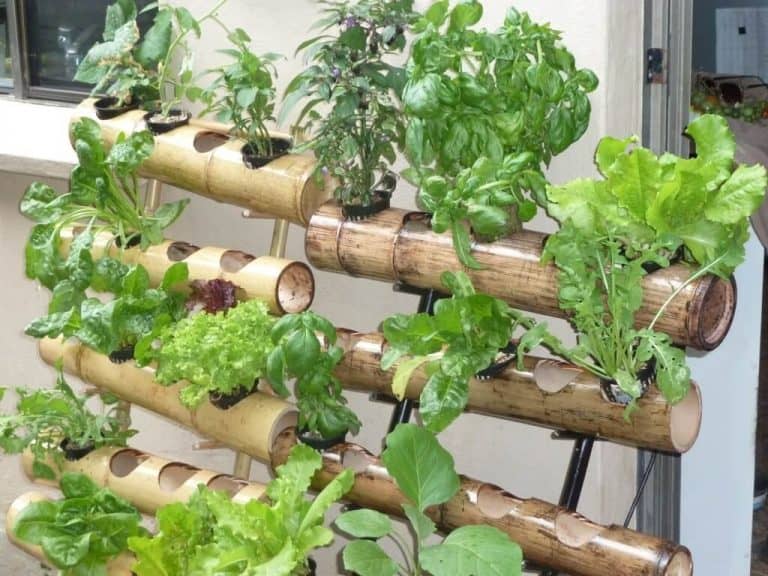 13 Easy to Grow Vertical Garden Plants