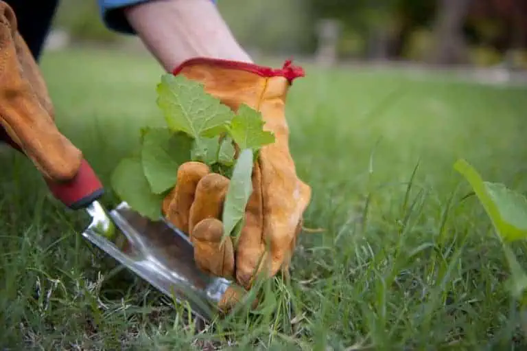 best glyphosate alternatives - hand pulling