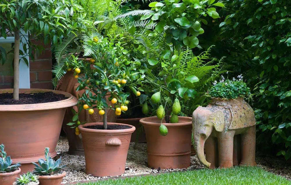 9 Delicious Fruits to Grow On Your Balcony in 2018