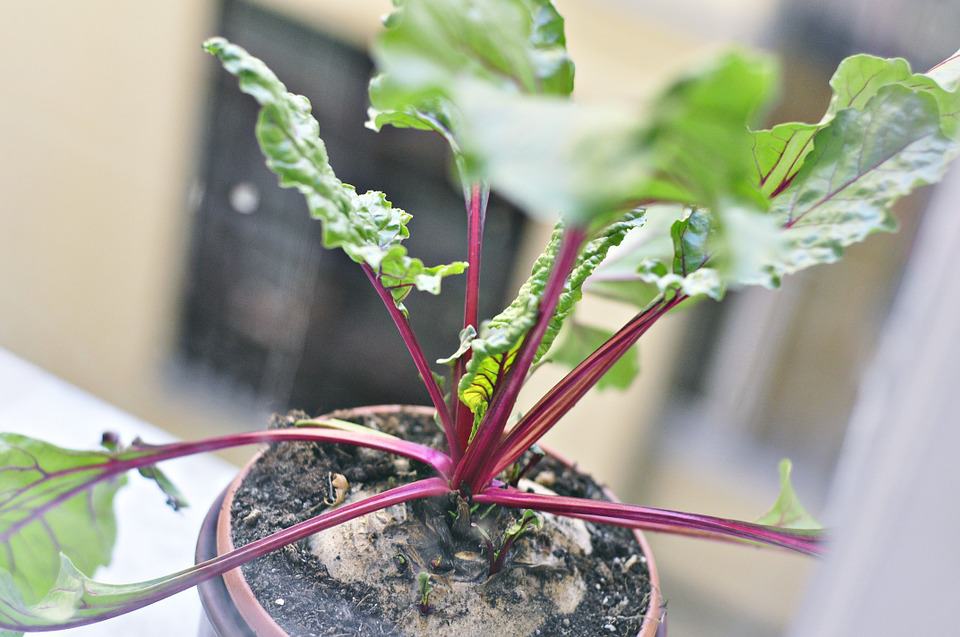 Easiest vegetables to grow beet