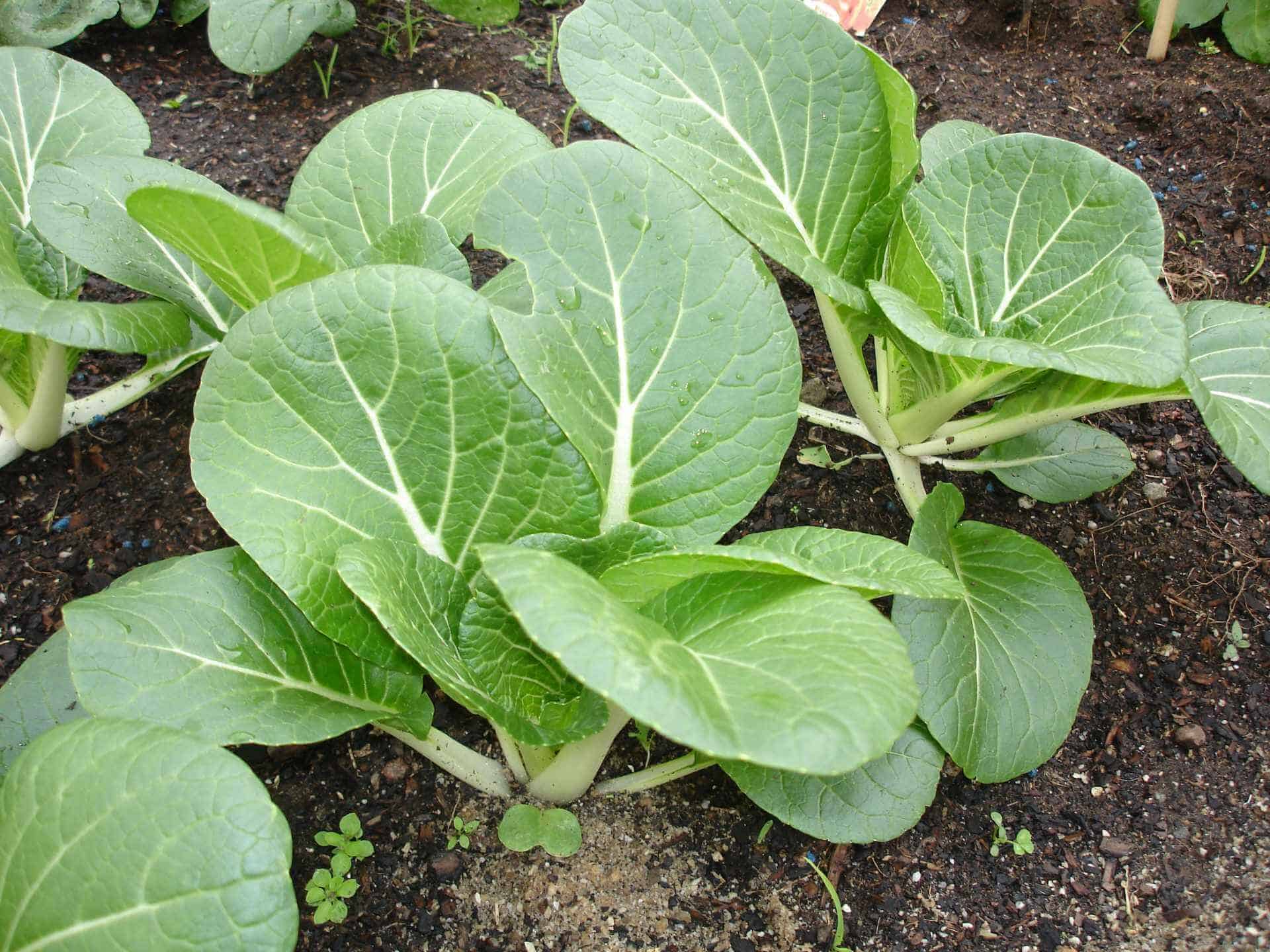 Easiest vegetables to grow bok choy