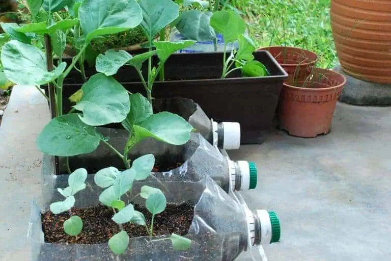 Easiest vegetables to grow kale