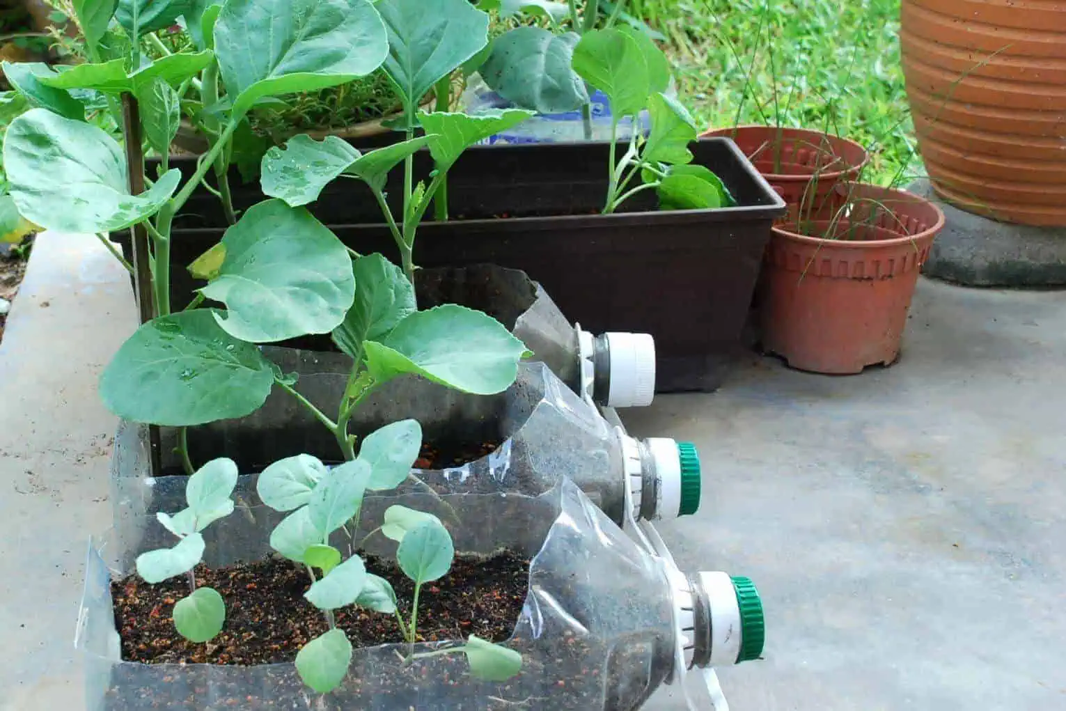 Easiest vegetables to grow kale