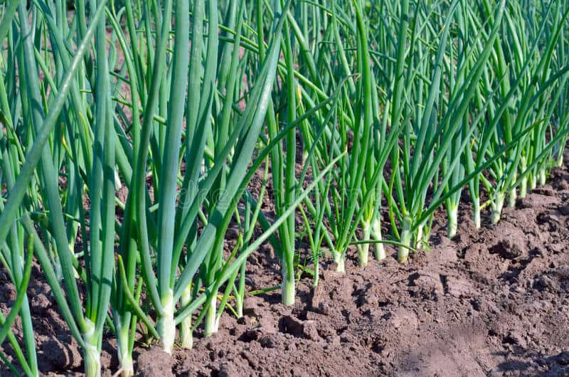 Easiest vegetables to grow scallions