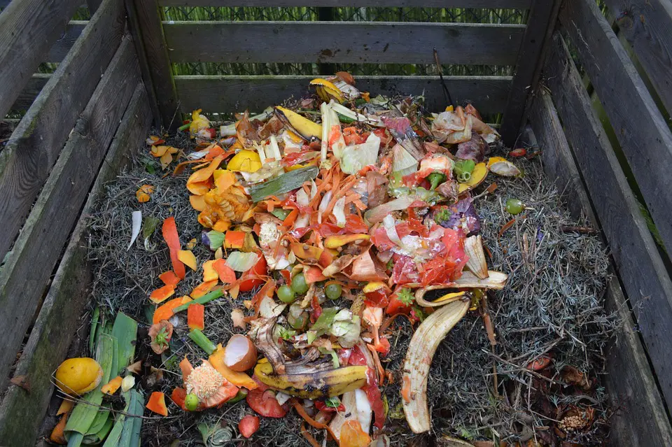 Garden the Eco-Friendly Way