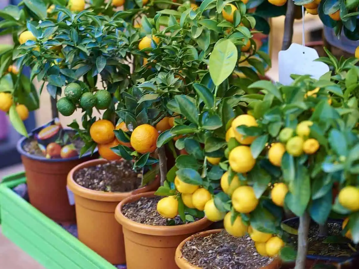 8 Fruit Gardening Tips For Juicy Fruits In 2020