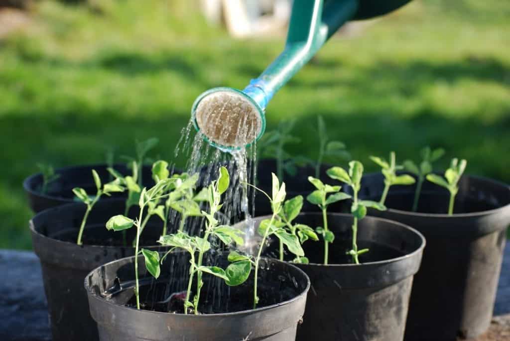 Container Gardening How To Improve Drainage In Potted Plants Hort Zone