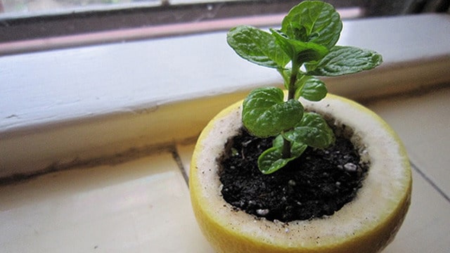 Vegetable Gardening: Remarkable Hacks for Growing Vegetables at Home