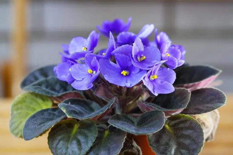 African violet Care: How to make your AVs Bloom