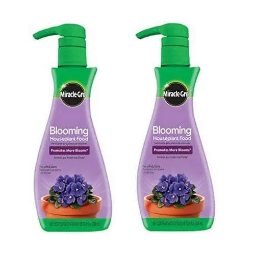 African violet care fertilizer African violet Care: How to make your AVs Bloom