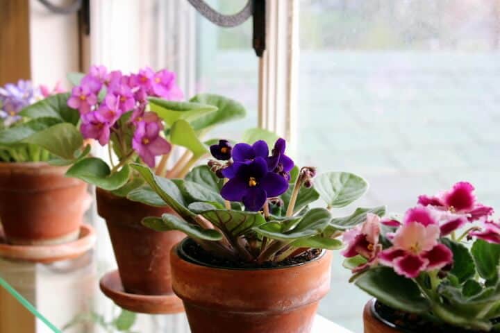 African violet Care: How to make your AVs Bloom 
