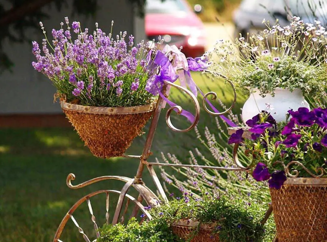 7 Easy Steps in Growing Lavender in Pots